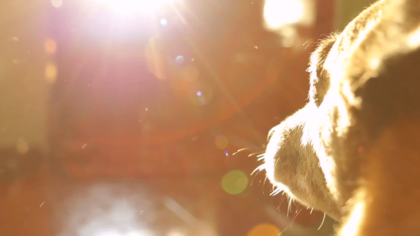 Euthanasia Himler Veterinary Services